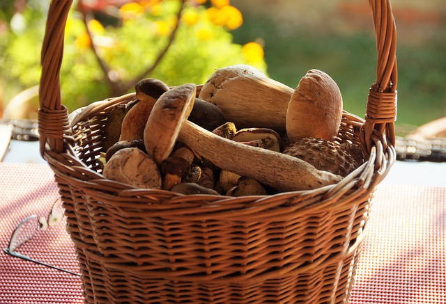 Harvesting Wild Mushrooms