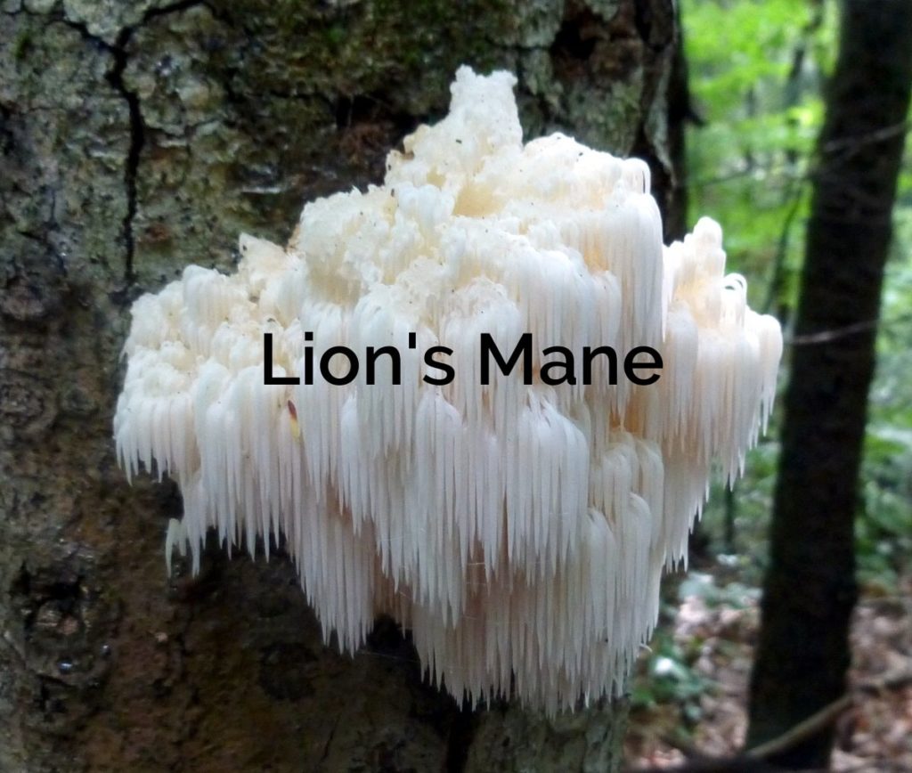 Hericium-erinaceus-Lions-Mane-Parasitic-Mushroom-1