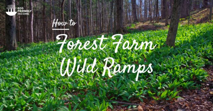 How to Forest Farm Wild Ramps for Income