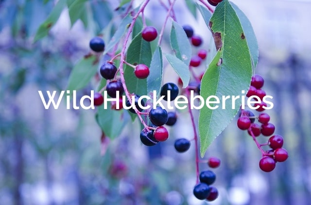 Huckleberries-Vaccinium-membranaceum-Non-Timber-Forest-Product
