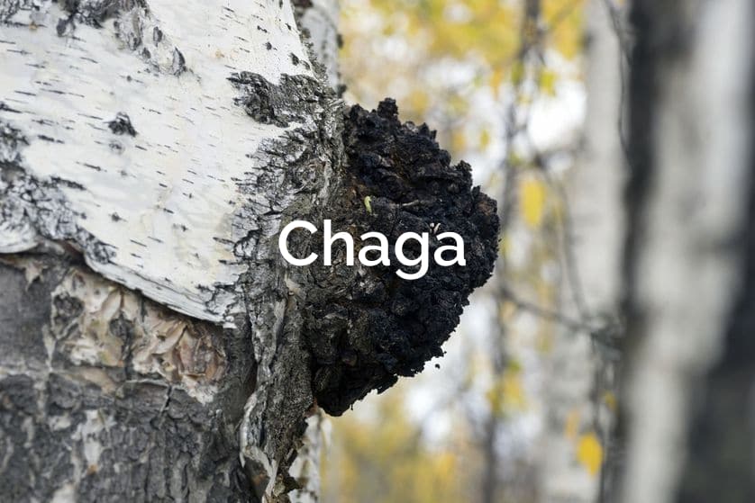 Inonotus-obliquus-Chaga-Parasitic-Mushroom-1