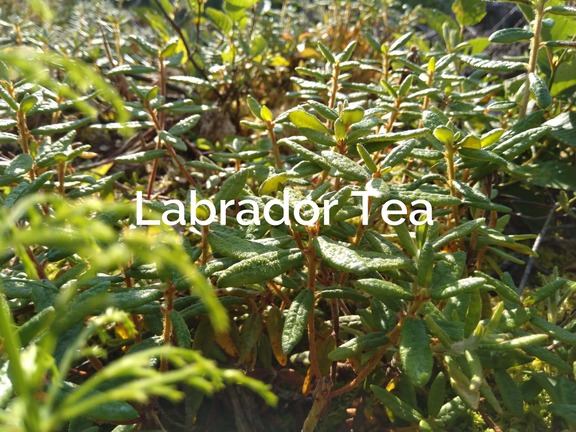 Labrador_tea_Rhododendron_tomentosum-Non-Timber Forest Product