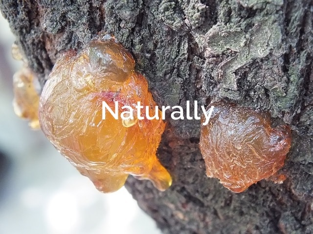 Natural Tree Resin harvesting