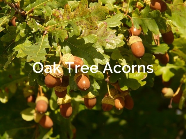 Oak-Tree-Acorns-quercus