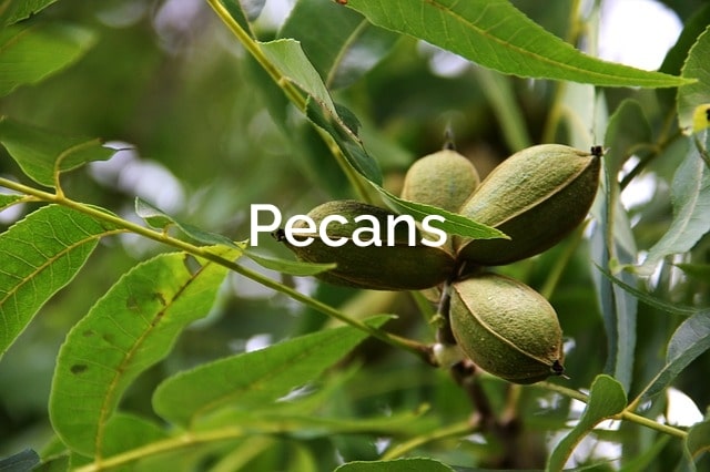 Pecan-Carya-illinoinensis