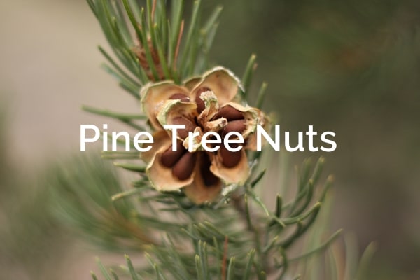 Pine-Tree-Nuts-Pinus-Edulis