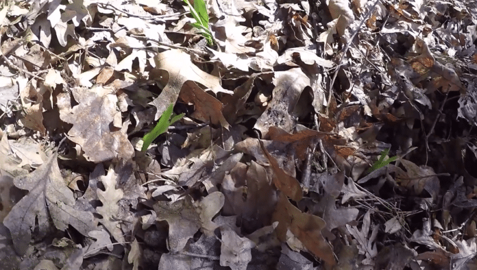 How You Can Steward and Forest Farm Endangered Wild Ramps