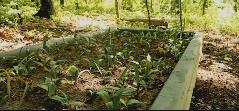 How You Can Steward and Forest Farm Endangered Wild Ramps