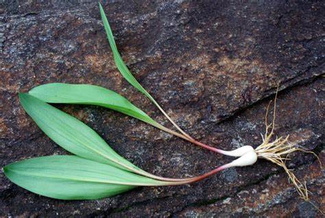 Ramps-Allium-Tricoccum-Bulbs-Rhyzome-Reproduction