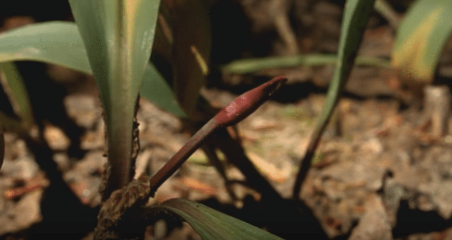 Ramps-Allium-Tricoccum-Scape-Stalk