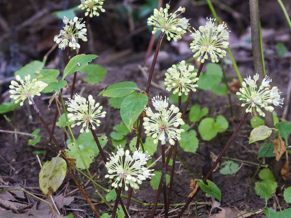 Ramps (Allium tricoccum) Flowers