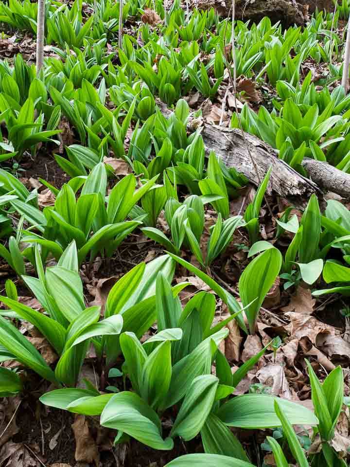 Ramps (Allium tricoccum) Leaves