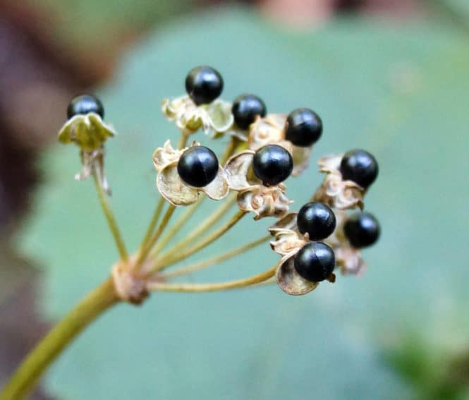 Ramps-Allium-tricoccum-Seeds