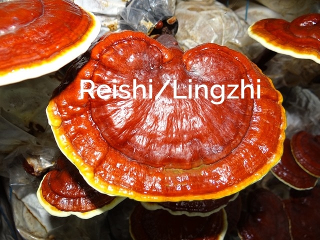 Reishi-Lingzhi-Ganoderma-lucidum-Saprotrophic-Mushroom