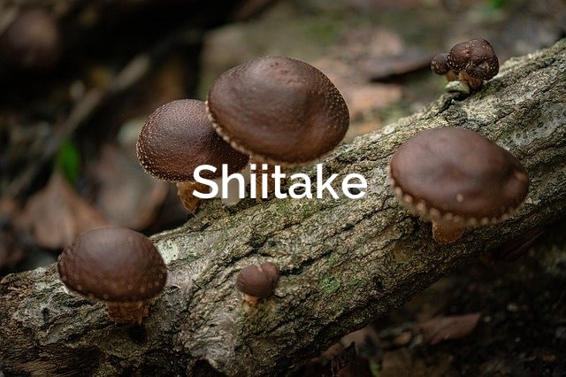 Saprotrophic-Mushrooms-Shiitake-Lentinula-edodes
