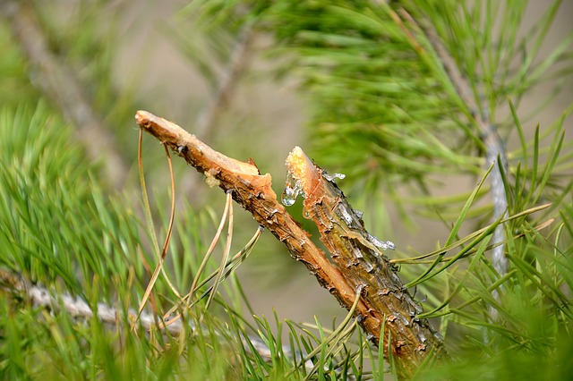 Soft Pine Resin Forest Product