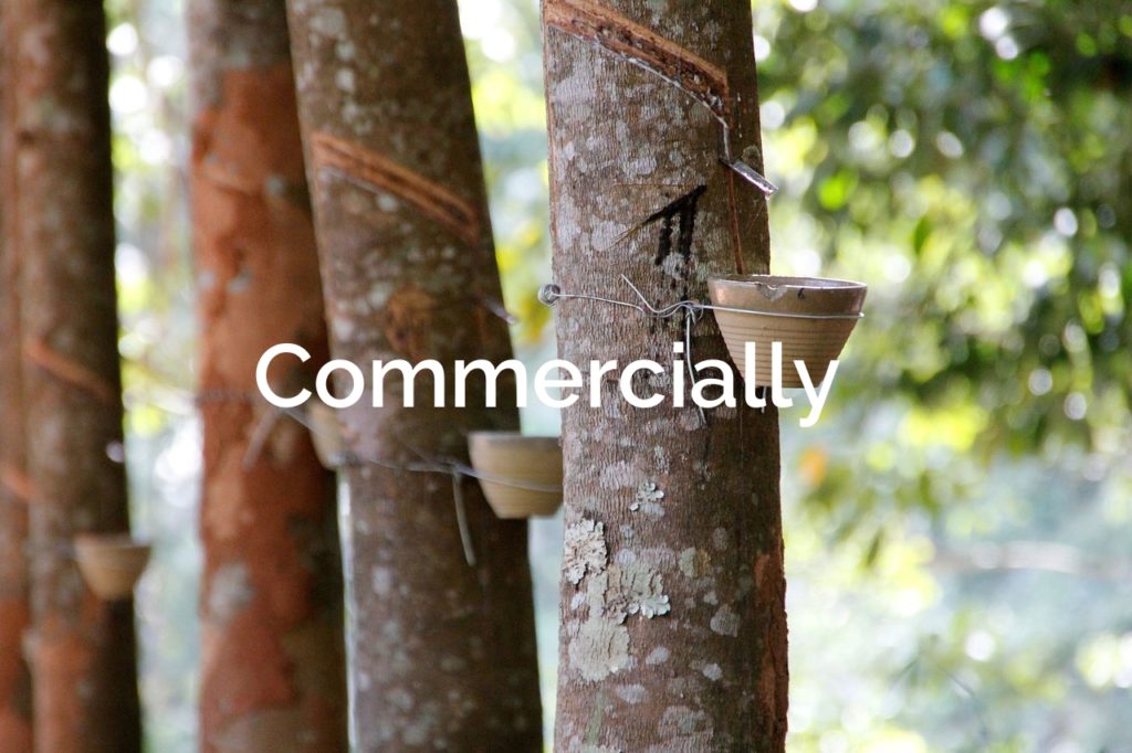 Tree Resin Commercial Extraction