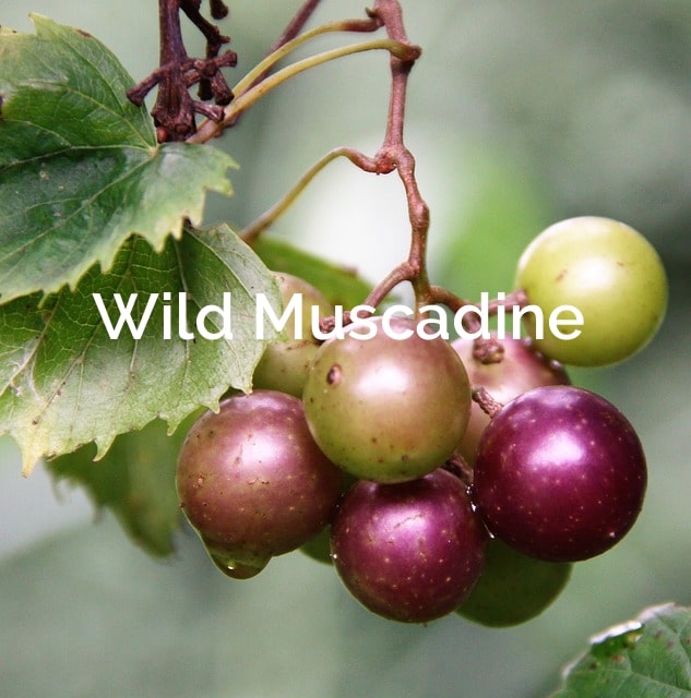 Vitis-rotundifolia-Muscadine  Non-Timber-Forest-Product