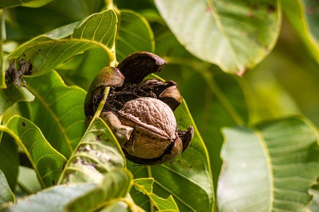 Walnuts – Juglans sp. Non-Timber Forest Product