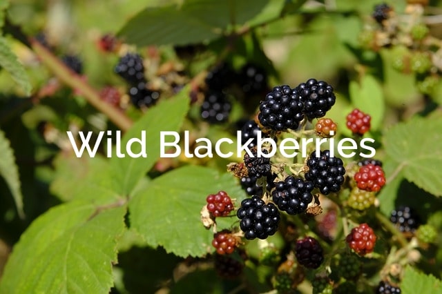 Wild-Blackberries-Rubus-allegheniensis-Non-Timber-Forest Product