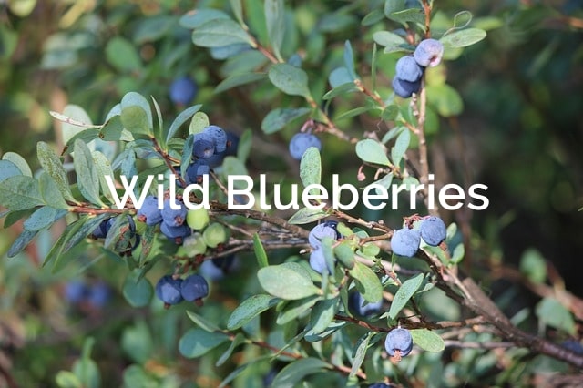 Wild-Blueberries-Vaccinium-angustifolium-Non-Timber-Forest-Product