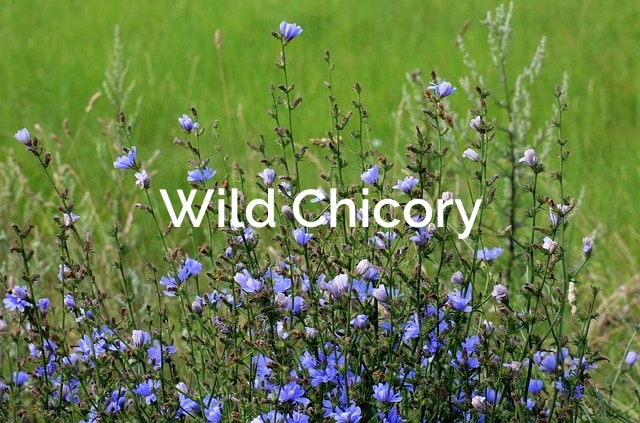 Wild Chicory -Cichorium intybus Non-Timber Forest Product