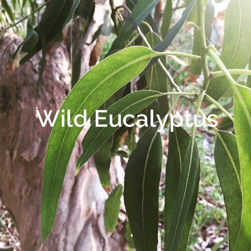 Wild Eucalyptus Non-Timber Forest Product