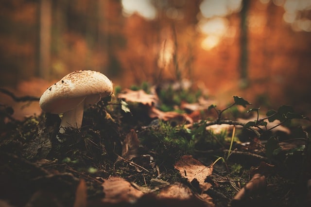 Harvesting Wild Mushrooms