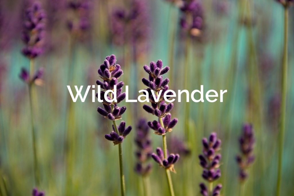 Wild Lavender  Non-Timber Forest Product