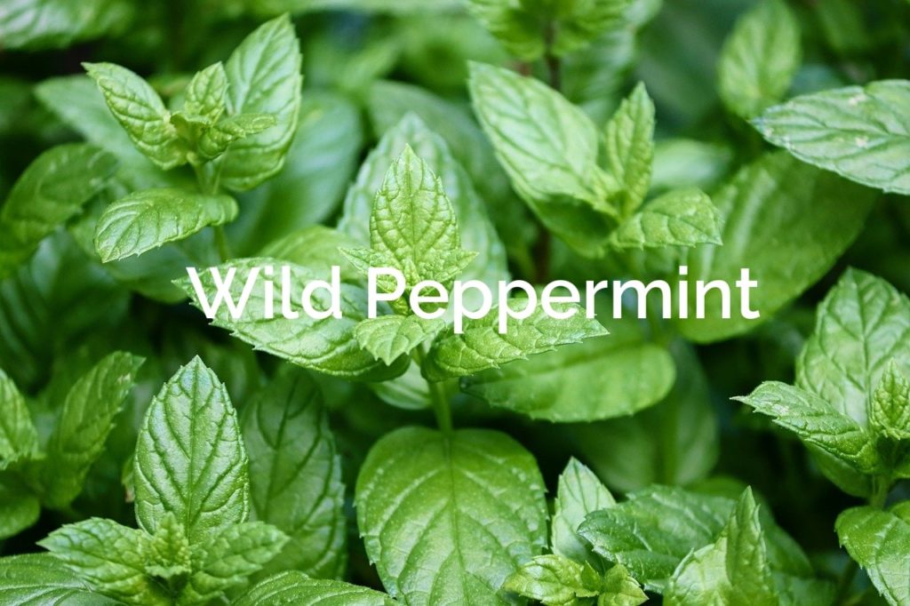 Wild Peppermint Non-Timber Forest Products