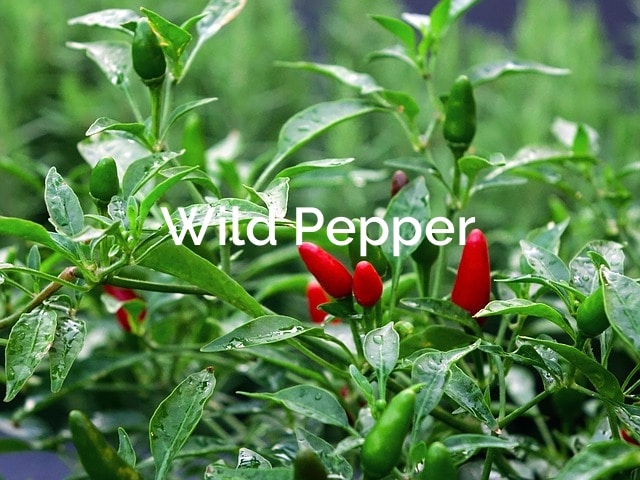 Wild Peppers - Capsicum Annuum Forest Spices