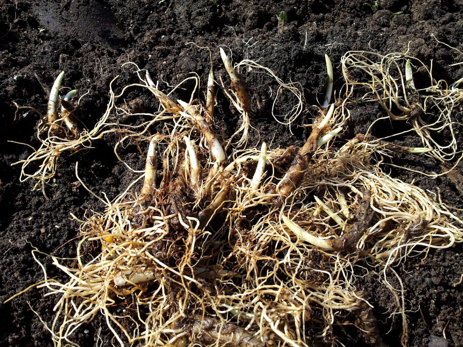 How You Can Steward and Forest Farm Endangered Wild Ramps