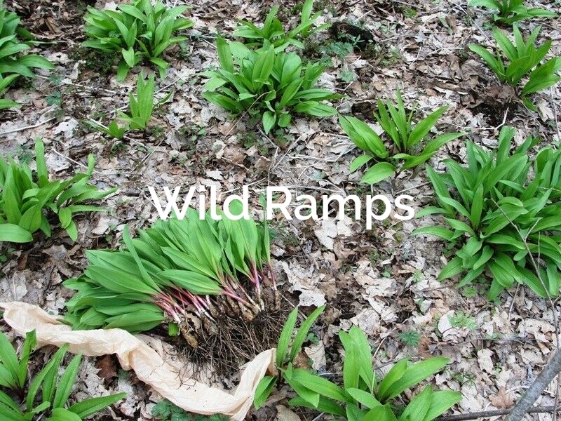 Wild Ramps - Allium tricoccum-Forest Spices
