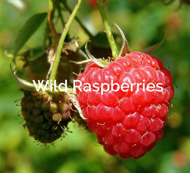 Wild-Raspberry-rubus-idaeus-Non-Timber-Forest-Product