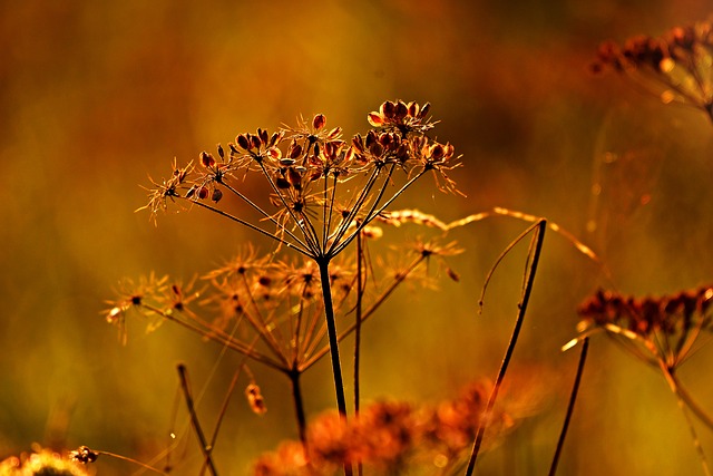 Wild Seeds Forest product