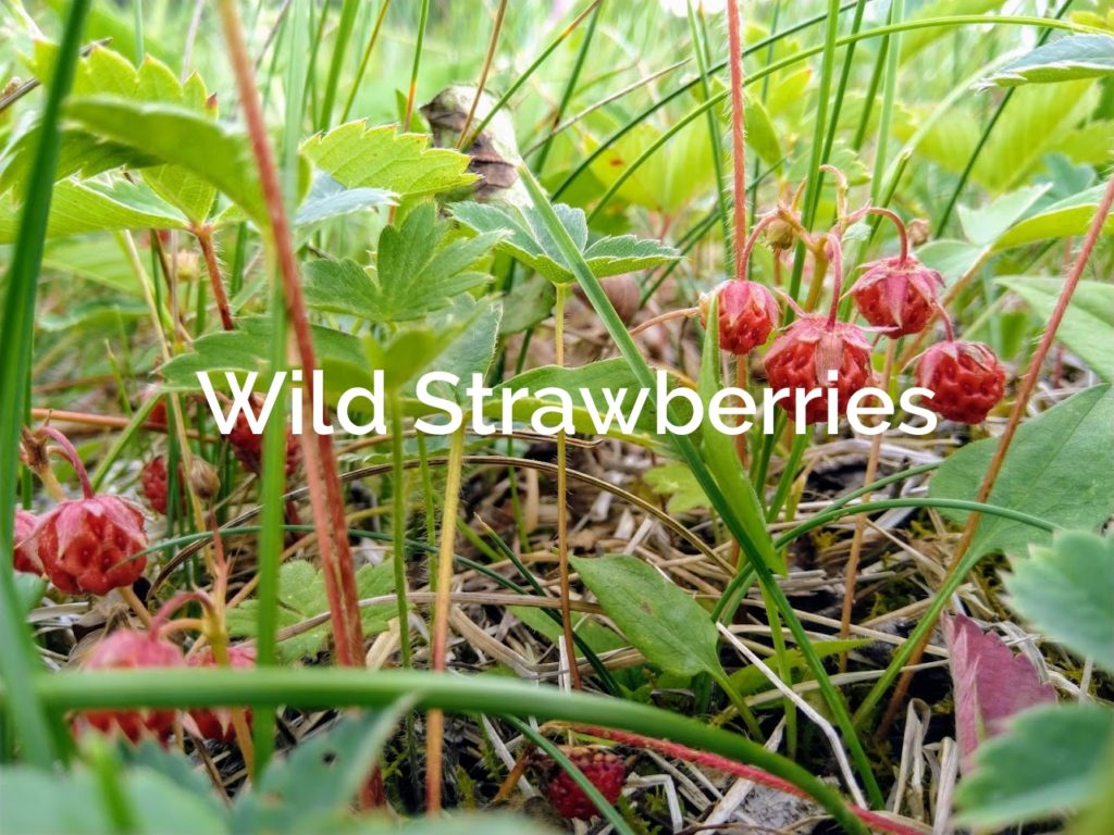 Wild-Strawberries-Fragaria-Vesca-Non-Timber-Forest-Products