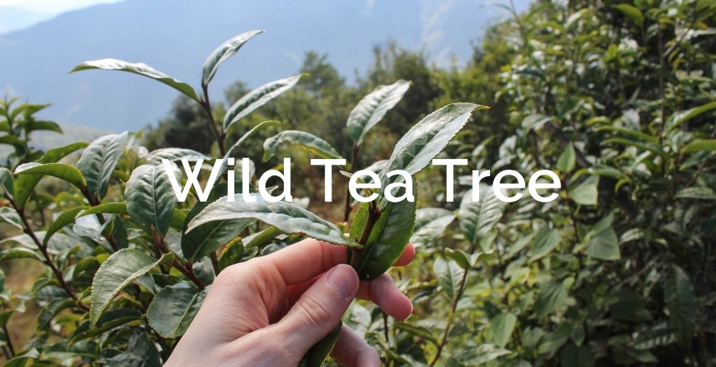 Wild Tea Tree  Non-Timber Forest Product