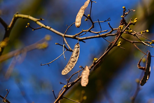 Wild Tree Seed Pod Forest product