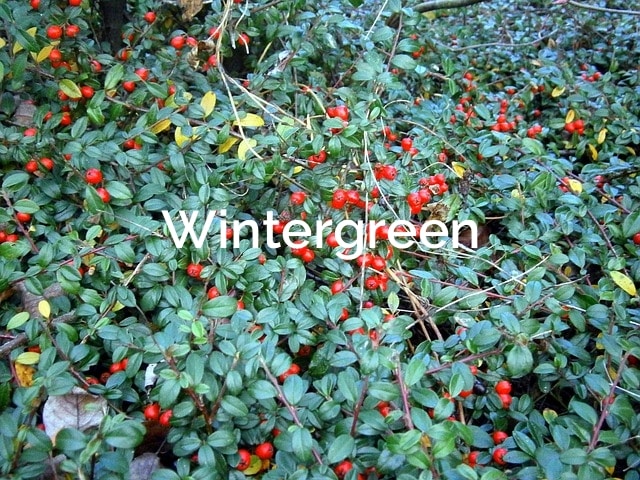 Wintergreen-gaultheria-procumbens-Non-Timber-Forest-Products