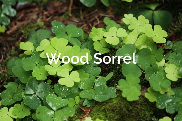 Wood Sorrel Oxalis stricta Non-Timber Forest Product