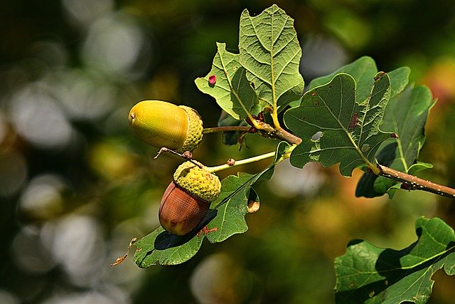 acorn-quercus Non-Timber Forest Product