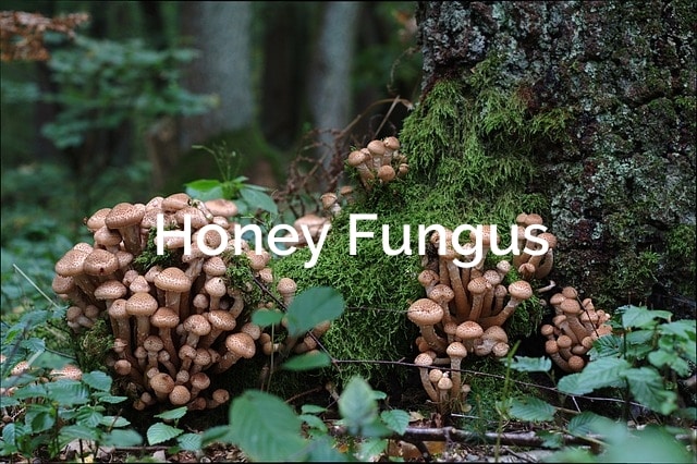 Inonotus-obliquus-Chaga-Parasitic-Mushroom-1