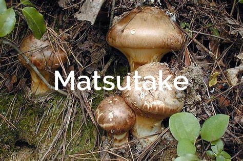 matsutake tricholoma matsutake mycorrhizal mushroom