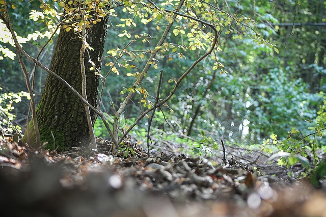 American-Ginseng-Forest