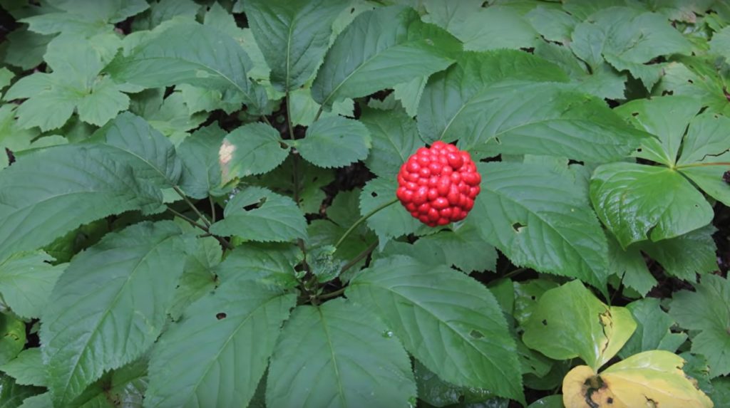 Forest Farmed American-Ginseng-Ripe-Fruit-Seed