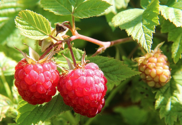 American-Raspberry-Rubus-Idaeus-Strigosus-Hardiness-Zone-2-Deciduous-Berry-Shrubs