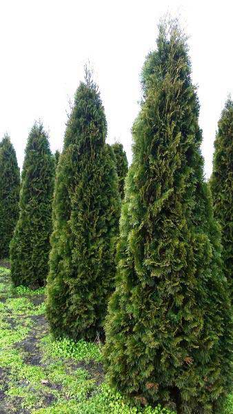 Arborvitae-Thuja-Occidentalis-Hardiness-Zone-2-Conifers