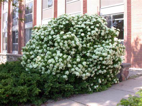 Arrowwood-viburnum-Viburnum-dentatum-Flowering-Shrub-Growing-in-Hardiness-Zone-2