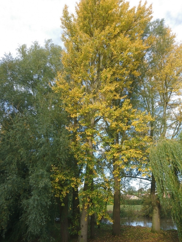 Balsam Poplar (Populus balsamifera) Hardiness Zone 2 Trees