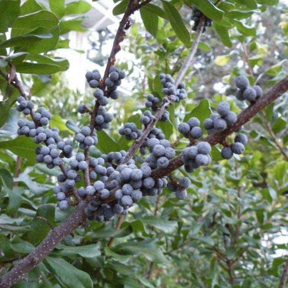 Bayberry-Myrica-Pensylvanica-Hardiness-Zone-2-Berry-Shrubs